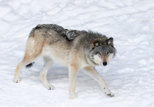 Fototapeta A lone Timber Wolf or Grey Wolf (Canis lupus) isolated on white background walking in the winter snow in Canada