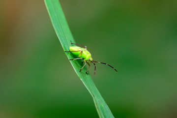 green stinkbug larvae on green leaf