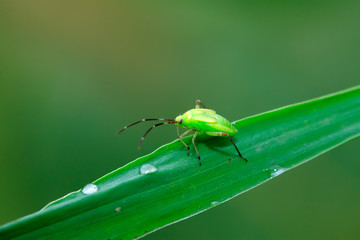 green stinkbug larvae on green leaf