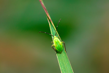 green stinkbug larvae on green leaf