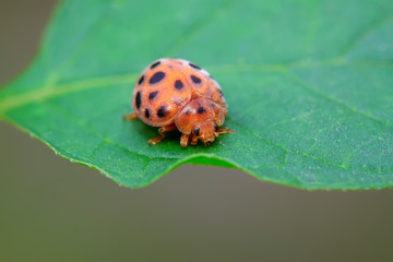 ladybug on green leaf