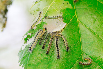 cute caterpillar on green leaf