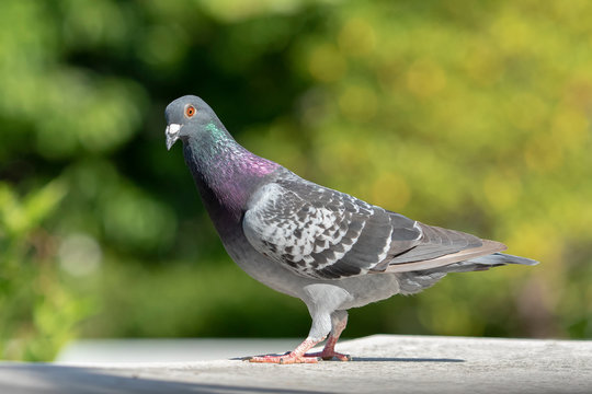 side view full body of speed racing pigeon against green blur background