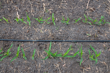 Irrigation of Corn field