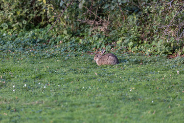 Rabbit in the field