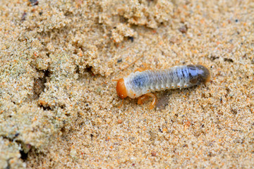 closeup of grub