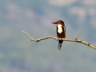 White-throated Kingfisher Perched on Tree Branch