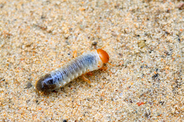 closeup of grub