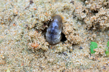 closeup of grub
