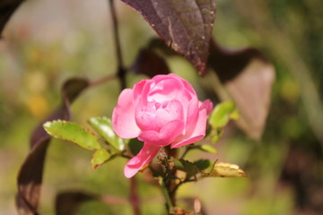 pink rose macro