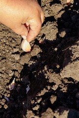 Farmer's hand planting garlic in vegetable garden