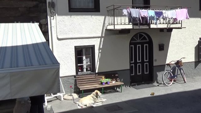 Сторожевая собака, велосипед и белье во дворе