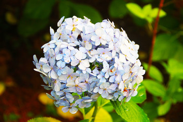 Gentle blue hydrangea with a blue heart: delicate petals in green leaves, bud consists of small inflorescences. Beautiful fragrant flower.