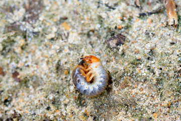 closeup of grub