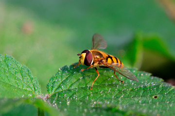 syrphidae insects