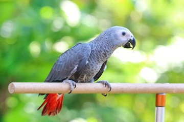 African Grey Parrot perched on a branch.
