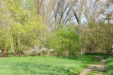 garden in spring