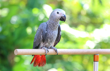African Grey Parrot perched on a branch.