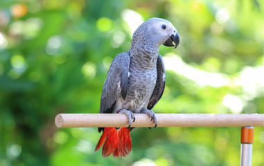 African Grey Parrot perched on a branch.