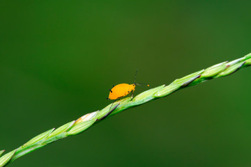 aphid
