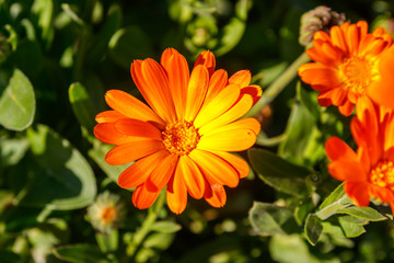 Orange calendula flower in garden
