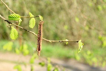 the branch of a birch