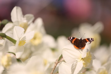 butterfly on a flower