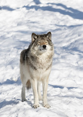 A lone Timber wolf or Grey Wolf (Canis lupus) isolated on white background standing in the winter snow in Canada
