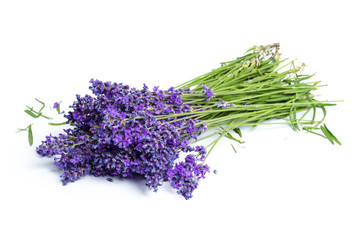 Lavender flowers on white background