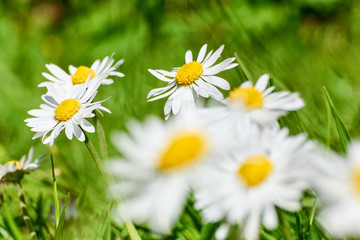 Fototapeta premium Close-up of daisy flowers in the sun on green meadow with selective depth of field