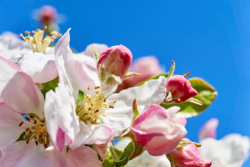 Macro of pink white apple blossom flowers with detailled yellow stamens and pistils against a saturated blue sky as copy space