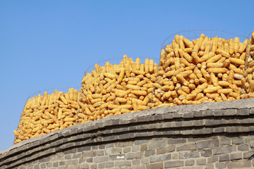 piles of corn bonzi material on the top of the room