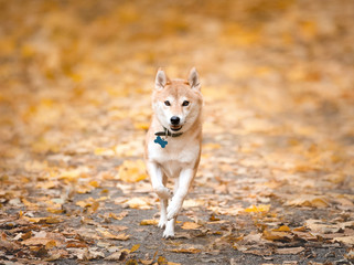 Shiba Inu running in autumn park