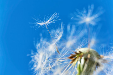 Close-up of a dandelion or taraxacum  flower head with florets and seed heads flying in the wind against a saturated blue sky 