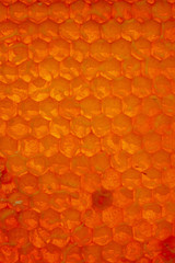 Apiculture - récolte du miel