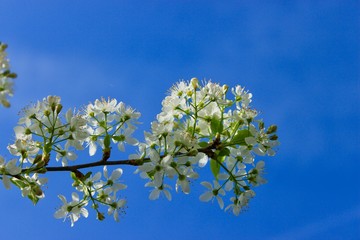 white flowers of a tree in spring