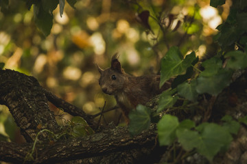 écureuil dans les arbres
