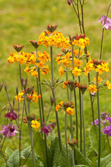 Drumstick Primrose or Primula Denticula, pretty yellow flowers on tall stems
