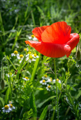 Single Poppy in meadow