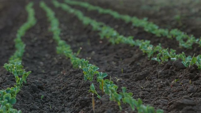 Peas growing in the garden soil - spring time sunrise timelapse, closeup