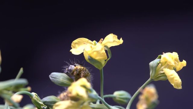 Cabbage butterfly caterpillar on green broccoli with yellow flowers on a black background, close up, macro. Caterpillar eats plants