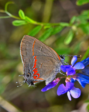 Red-Banded Hairstreak butterfly Calycopis cecrops butterflies insect nature Springtime.