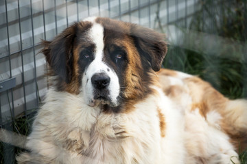 old homeless bernardine dog behind dog shelter bars