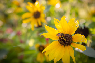 Bee on Sunflower