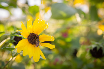 Bee on Sunflower