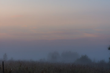 Trees in the morning fog summer morning