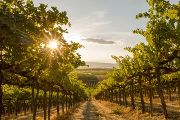 Fototapete Weingarten Eine Nahaufnahme eines Weinbergs auf einem Hügel bei Sonnenuntergang - Washington State