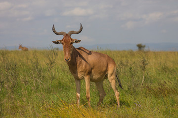 Antelope in the wild