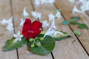 Oleander und Jasmine