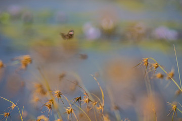Abstract blurred background of butterfly flying 